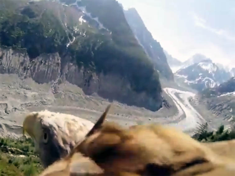 A Camera Strapped To An Eagle Is Predictably Breathtaking